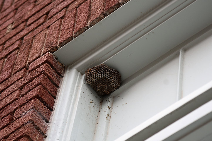 We provide a wasp nest removal service for domestic and commercial properties in Colchester.